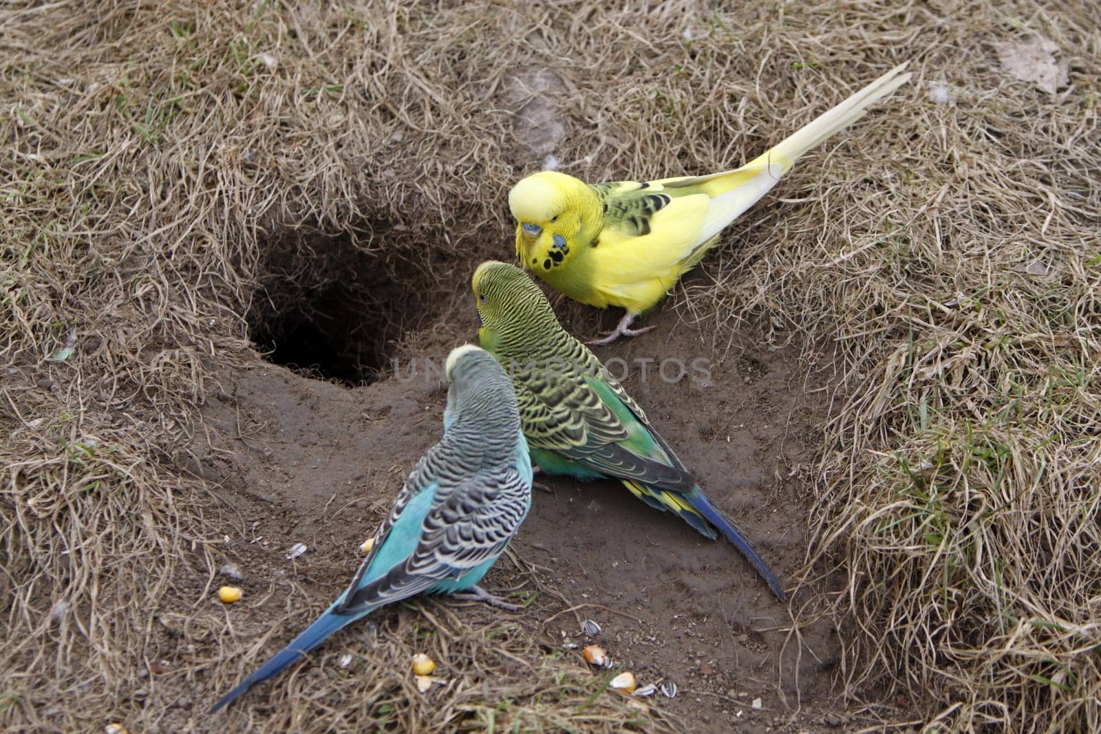 Budgie at breeding cave