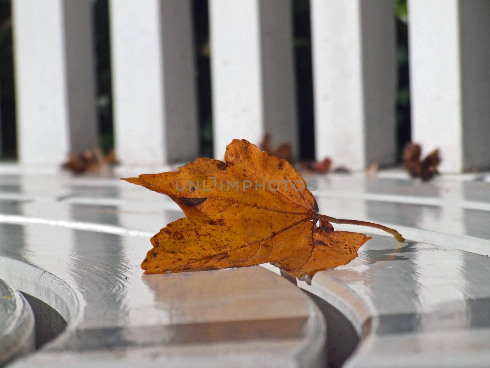 Autumn leaf
