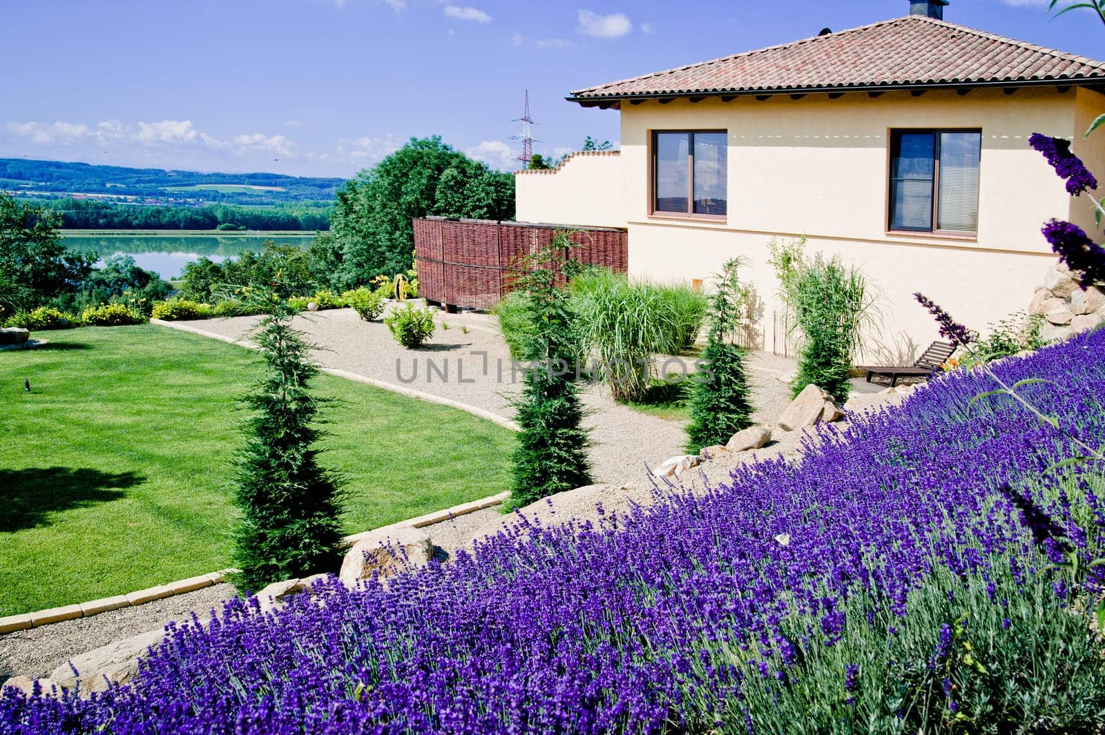 Lavender Field in garden of a luxury mansion