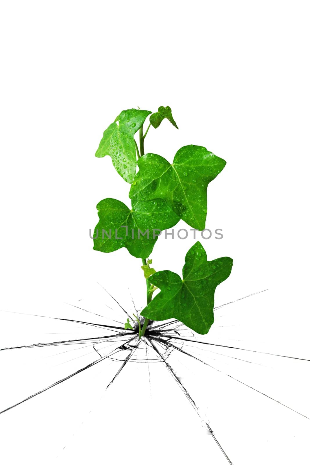 dewy green ivy grow from cracked ground
