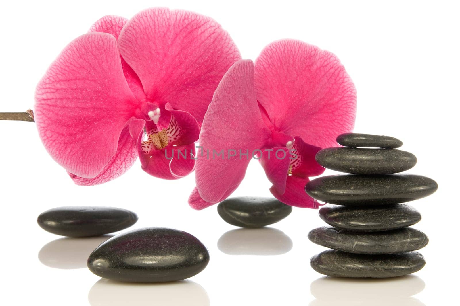 pebbles with beautiful orchid over a white background