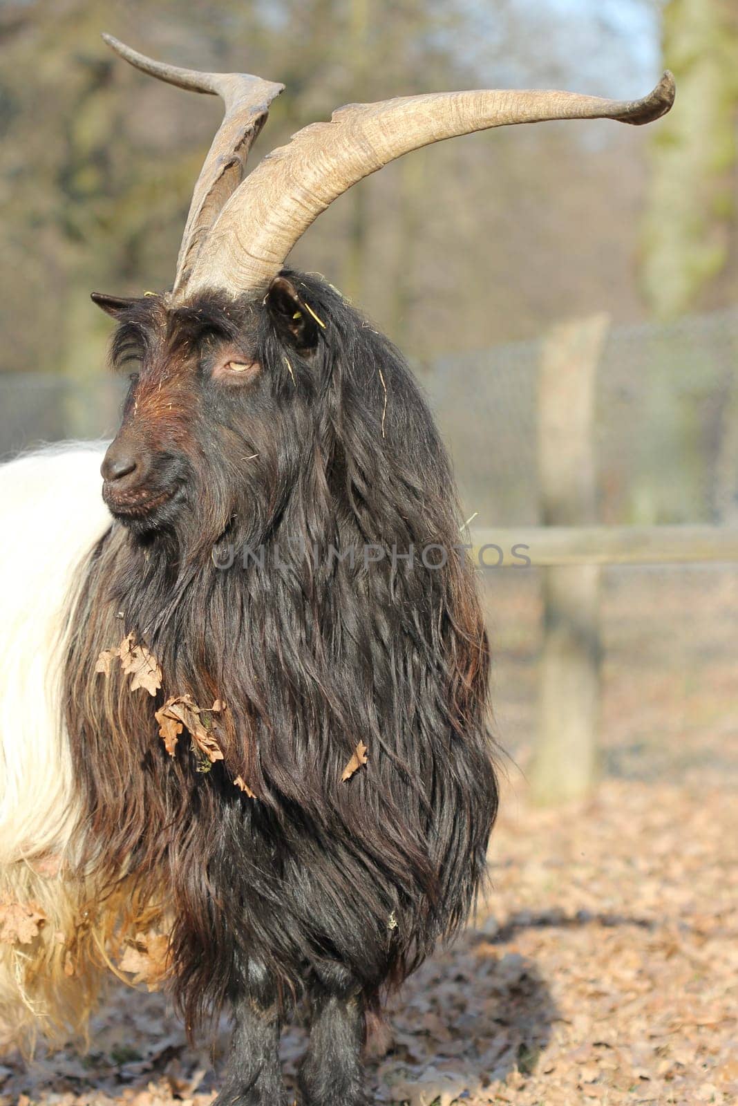 Valais black-necked goat at Sababurg Zoo