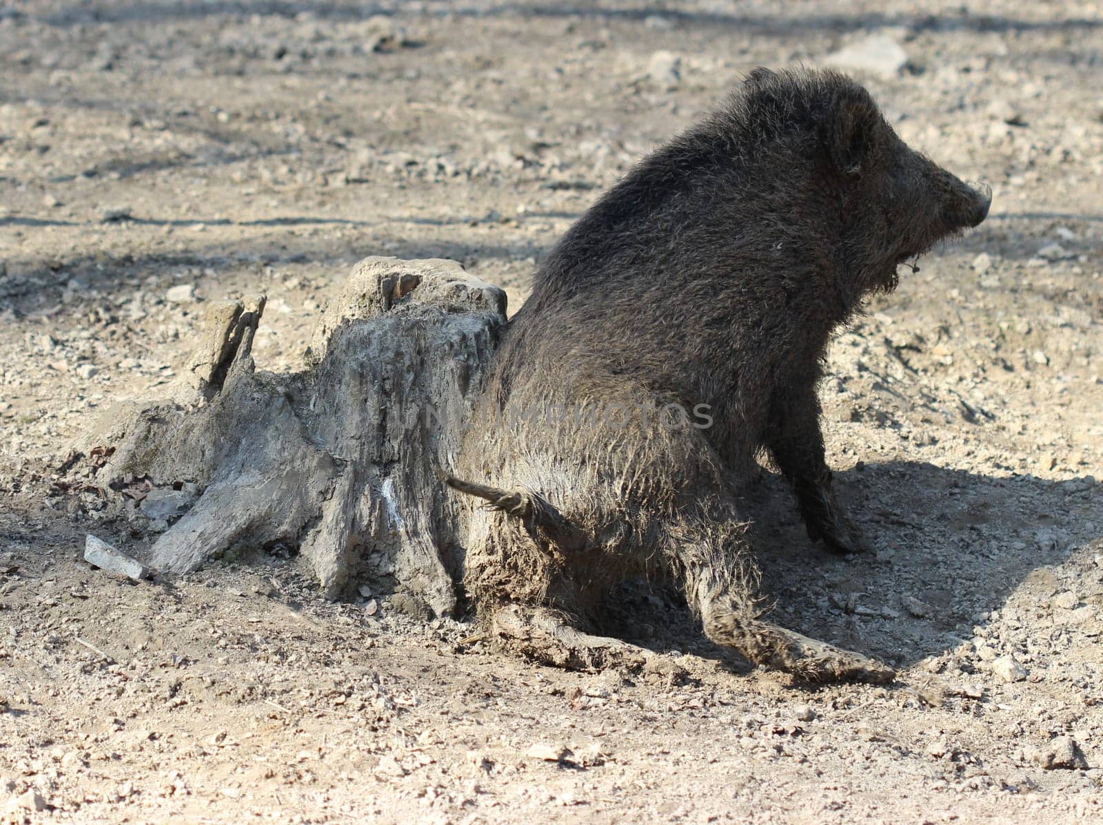 Young wild boar chafing on tree stump