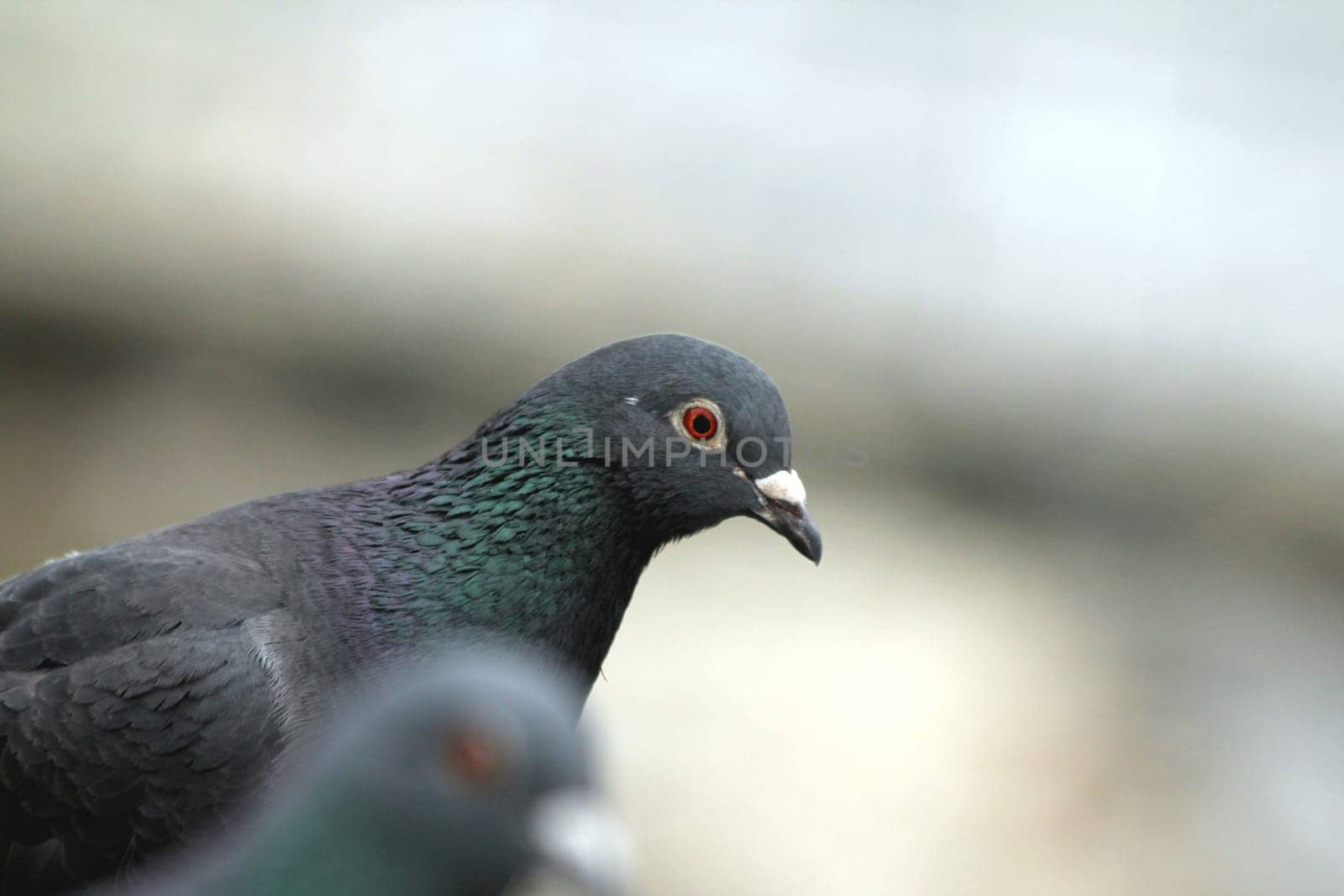 pigeon