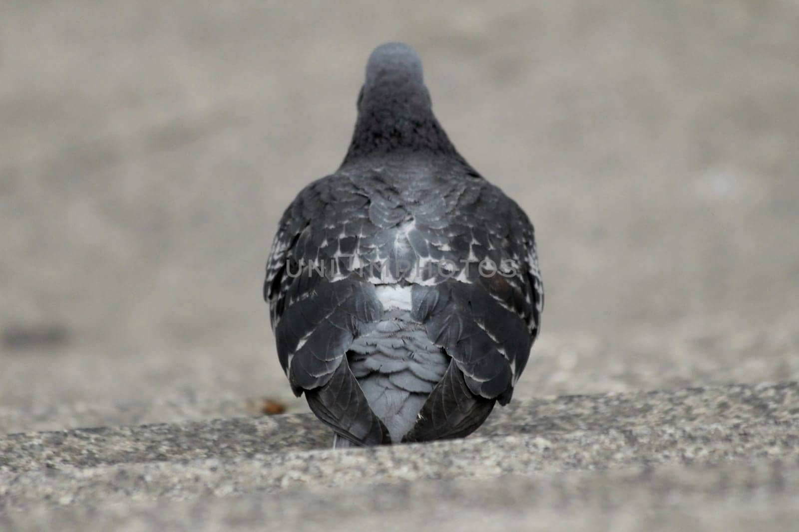 pigeon