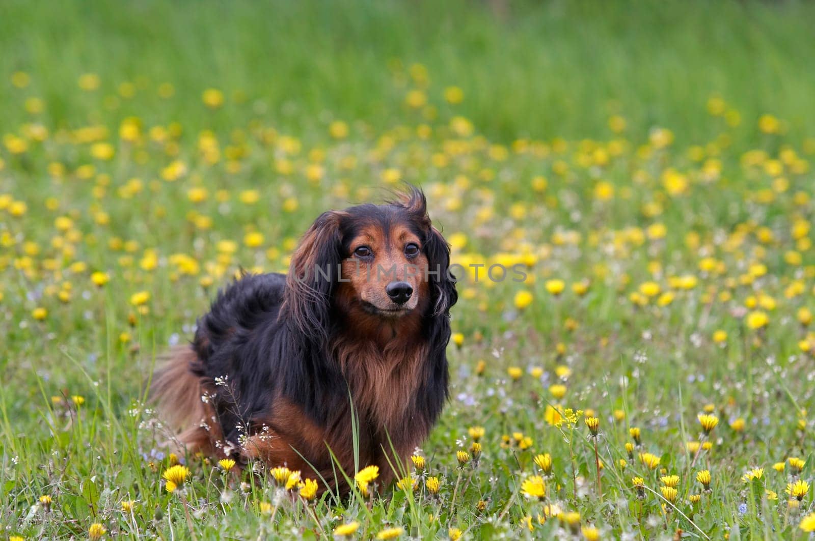 Shot of the dachshund on the dandelions meadow