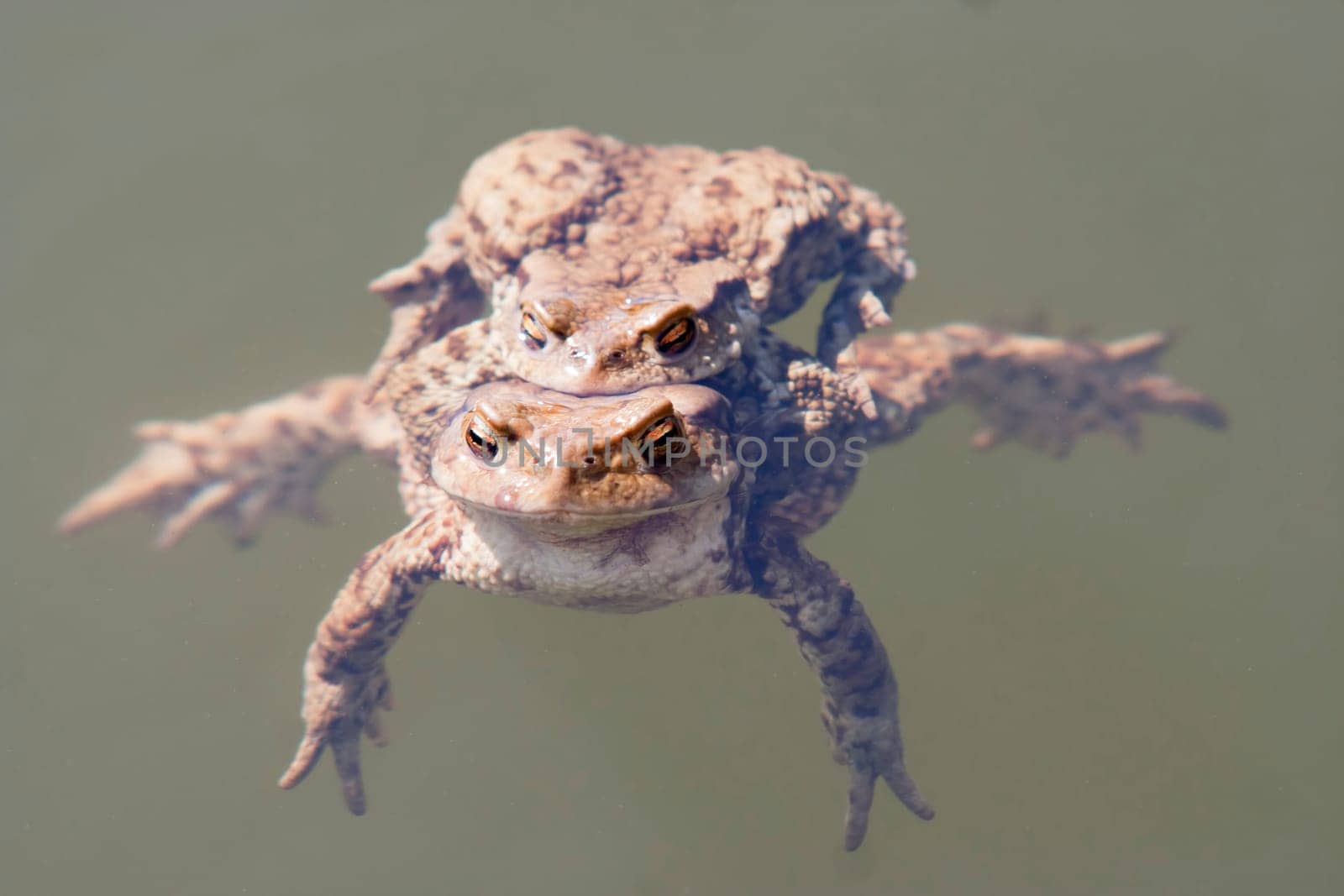 Detail of the toads in water - pairing