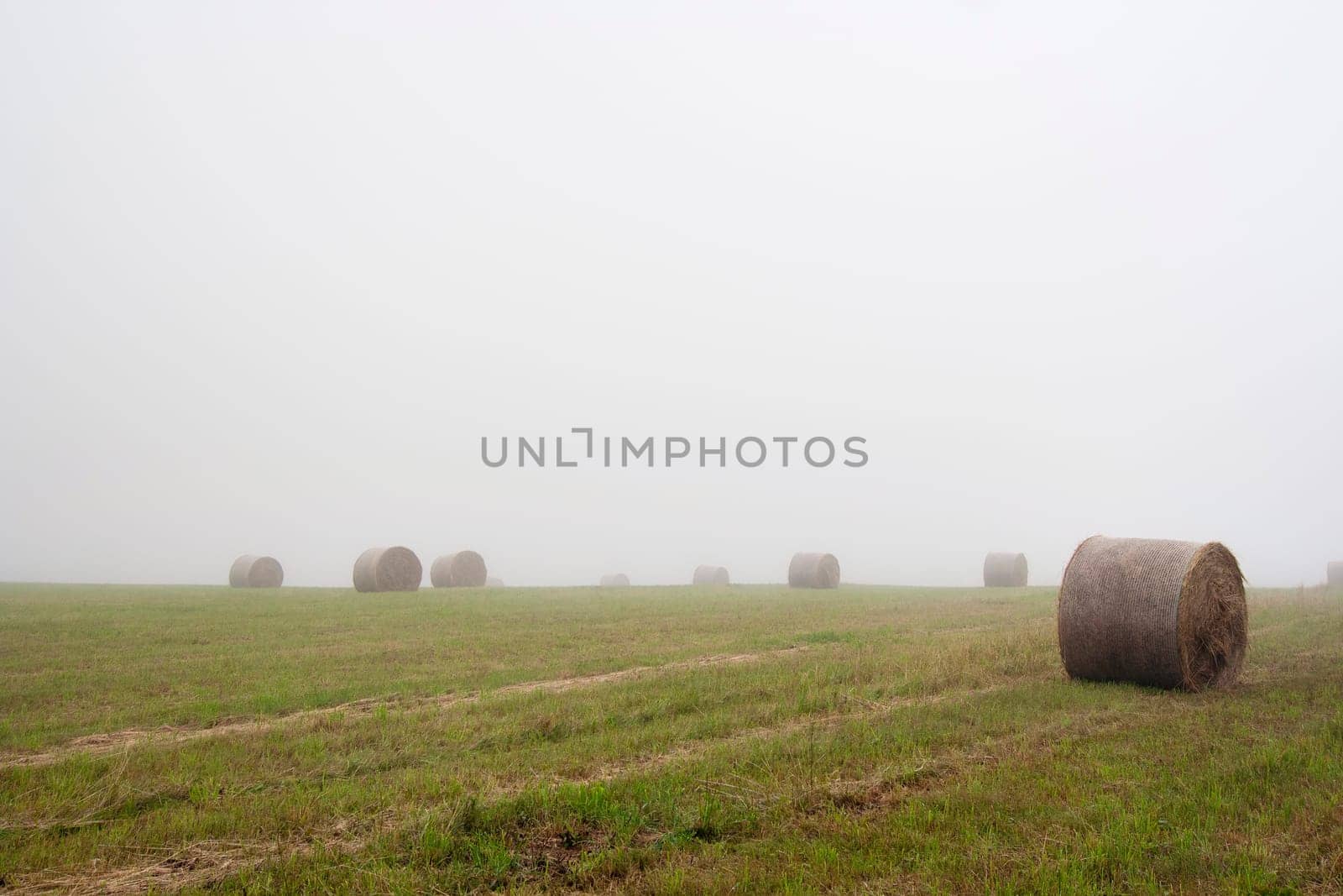 Shot of the misty landscape - meadow in the mist