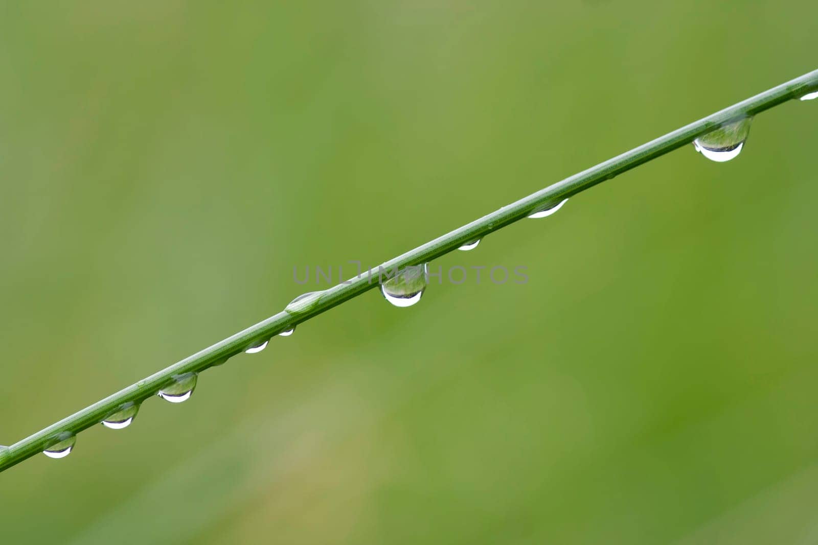 Abstract macro - close-up of the dew drops