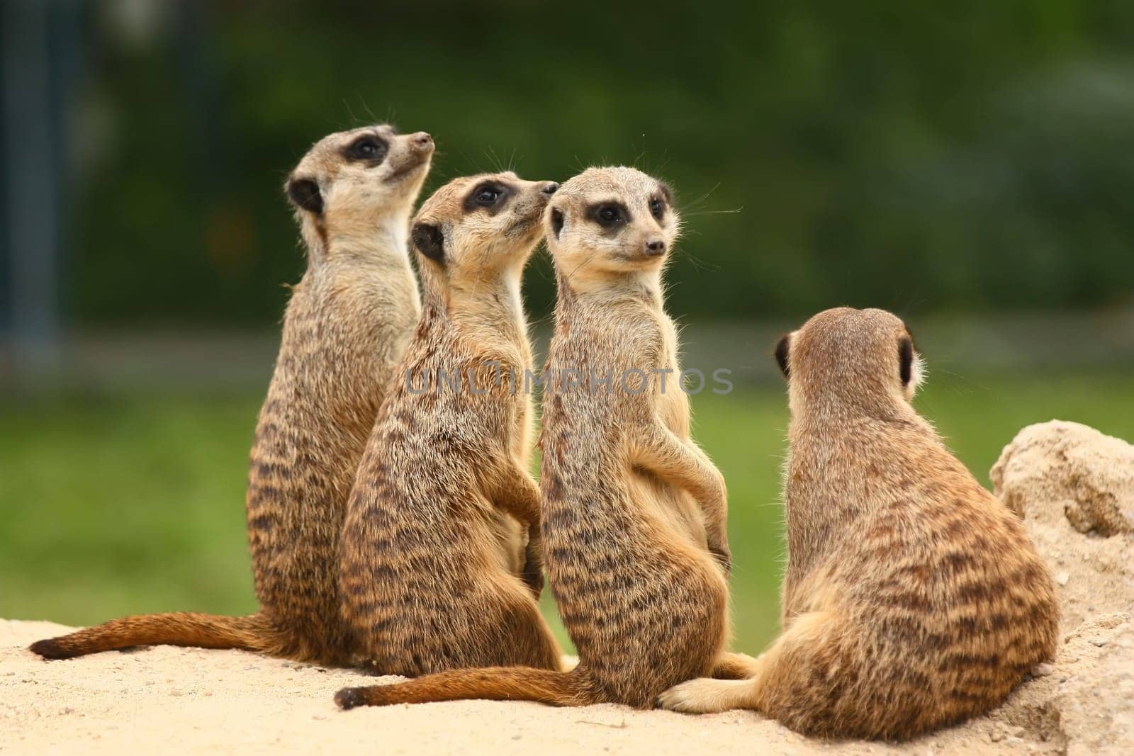 Suricate or meerkat (Suricata suricatta)