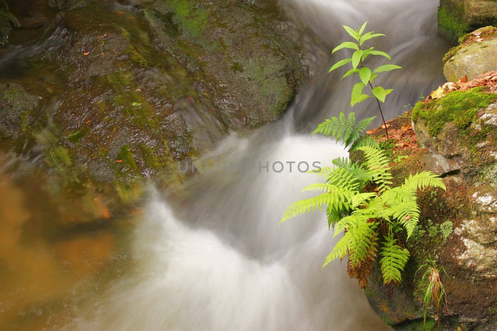 Flowing water of mountain stream and green plant