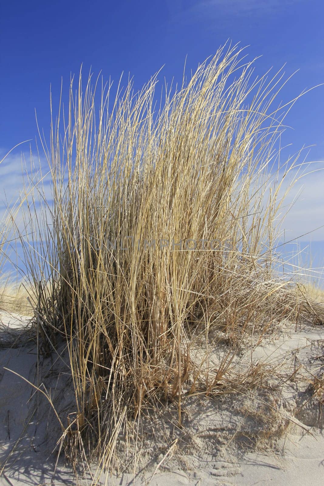 Beach grass on a dune on the Baltic Sea