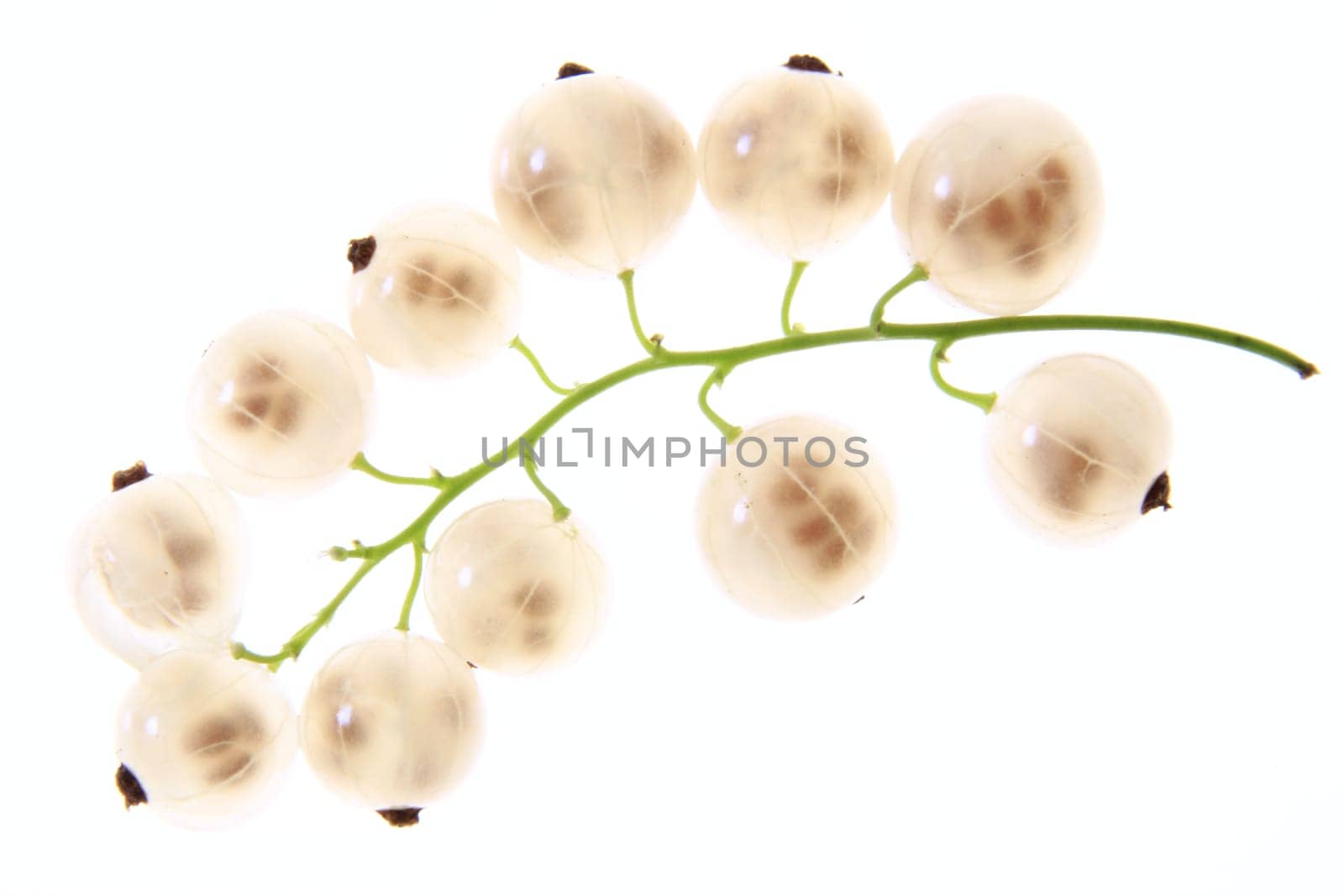 White currant