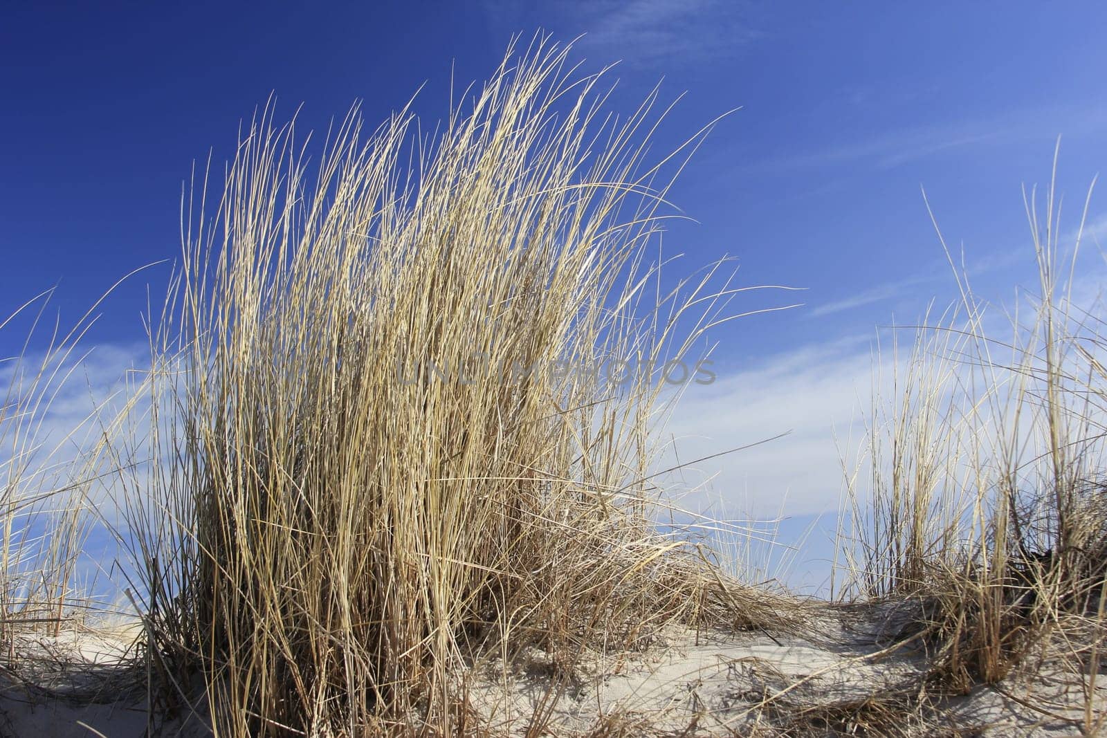 Beach grass in front of a blue sky on the Baltic Sea