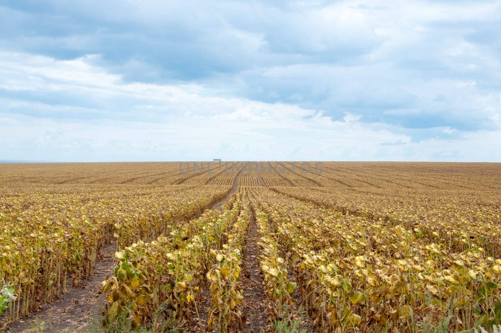 Dry sunflower field over cloudy blue sky
