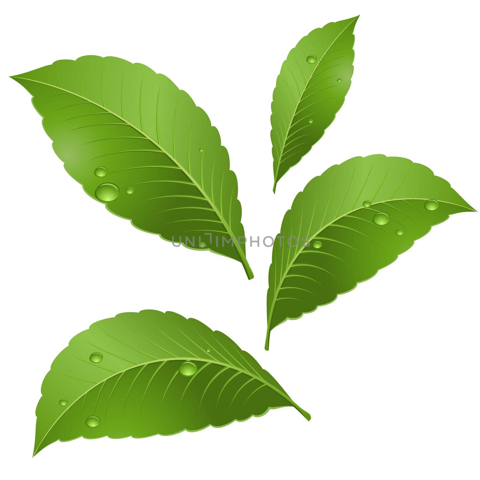 Green leaves with drops of morning dew. Illustration on white background