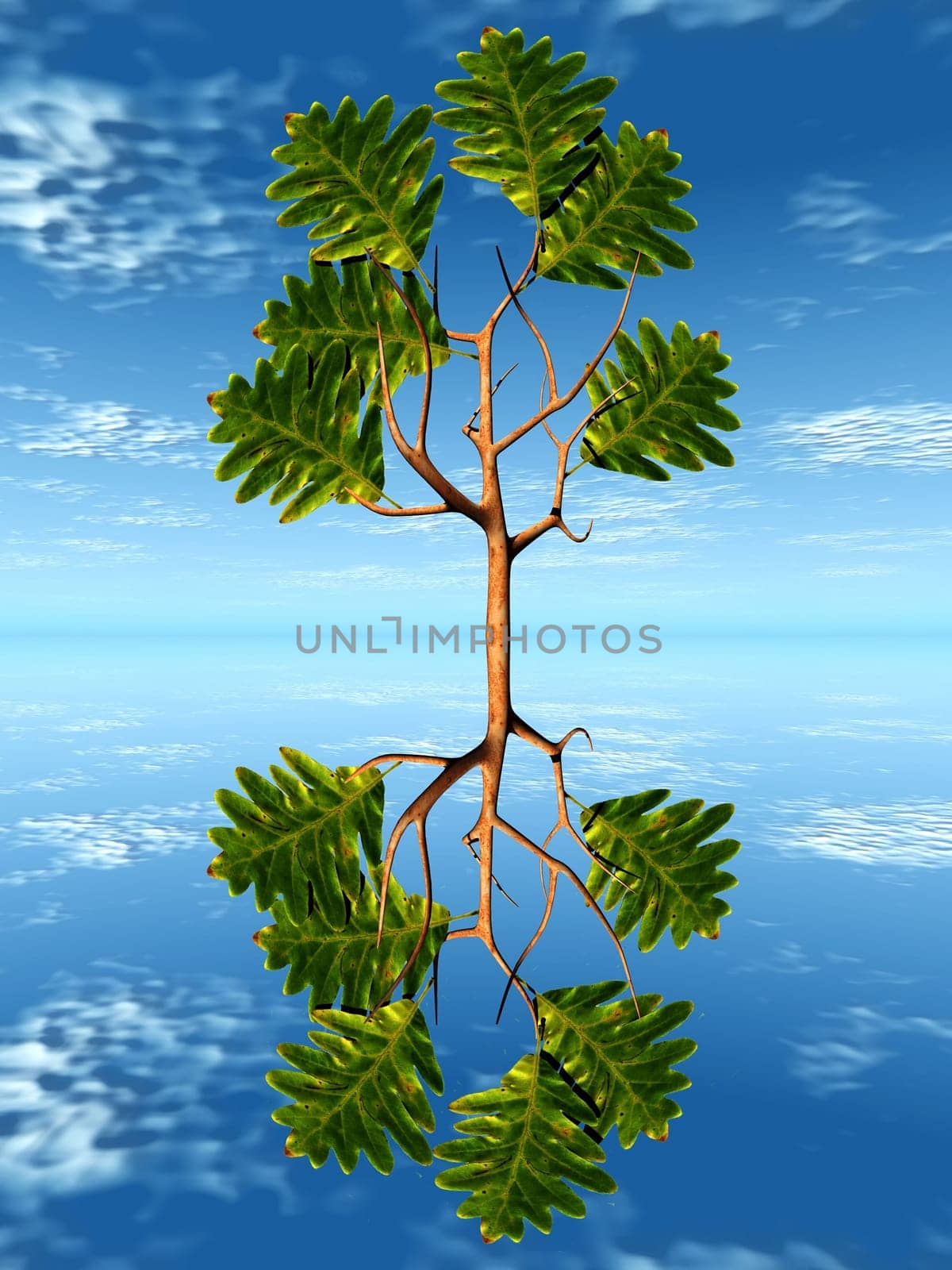 the oak in the water