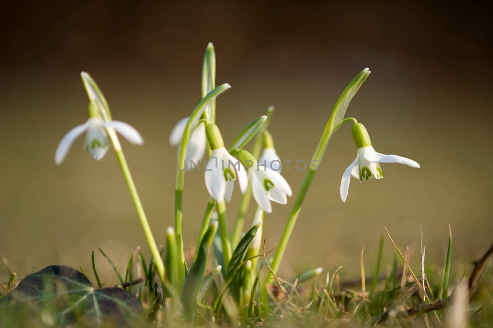 Snowdrop