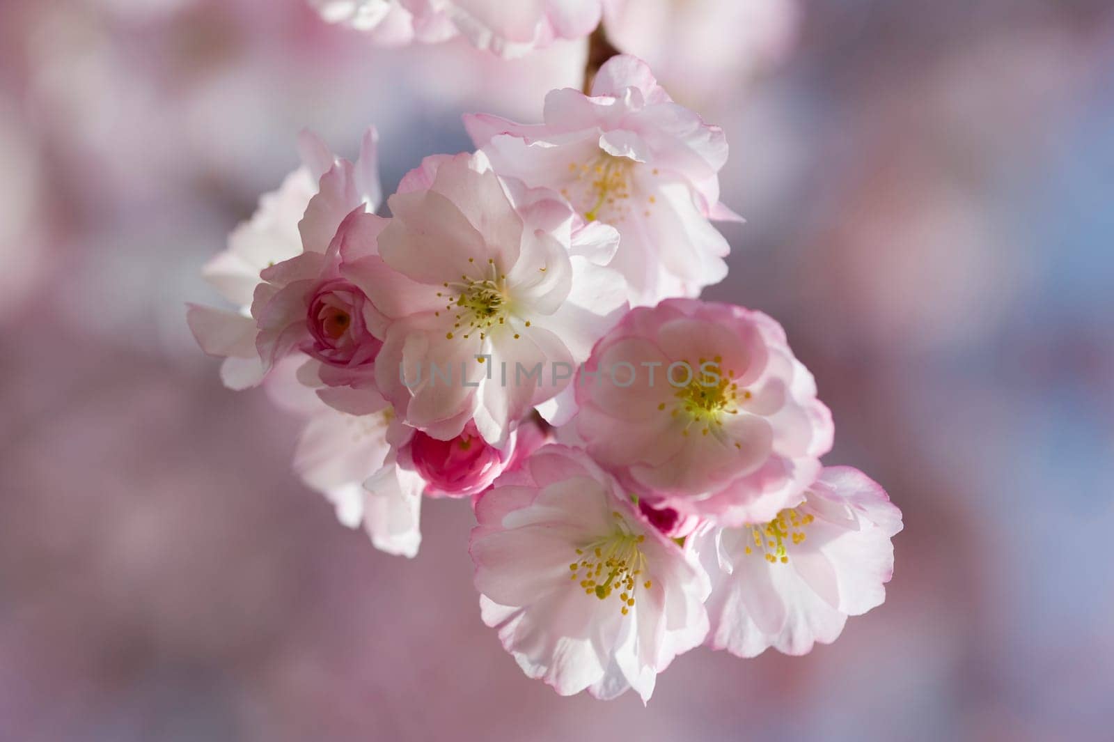 Cherry blossom