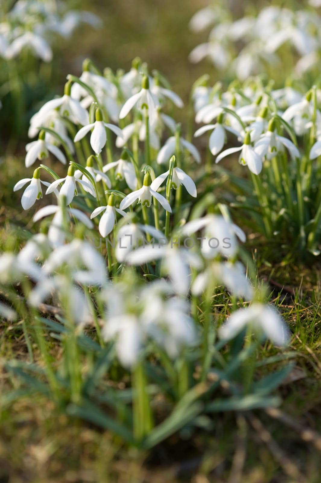 Snowdrop