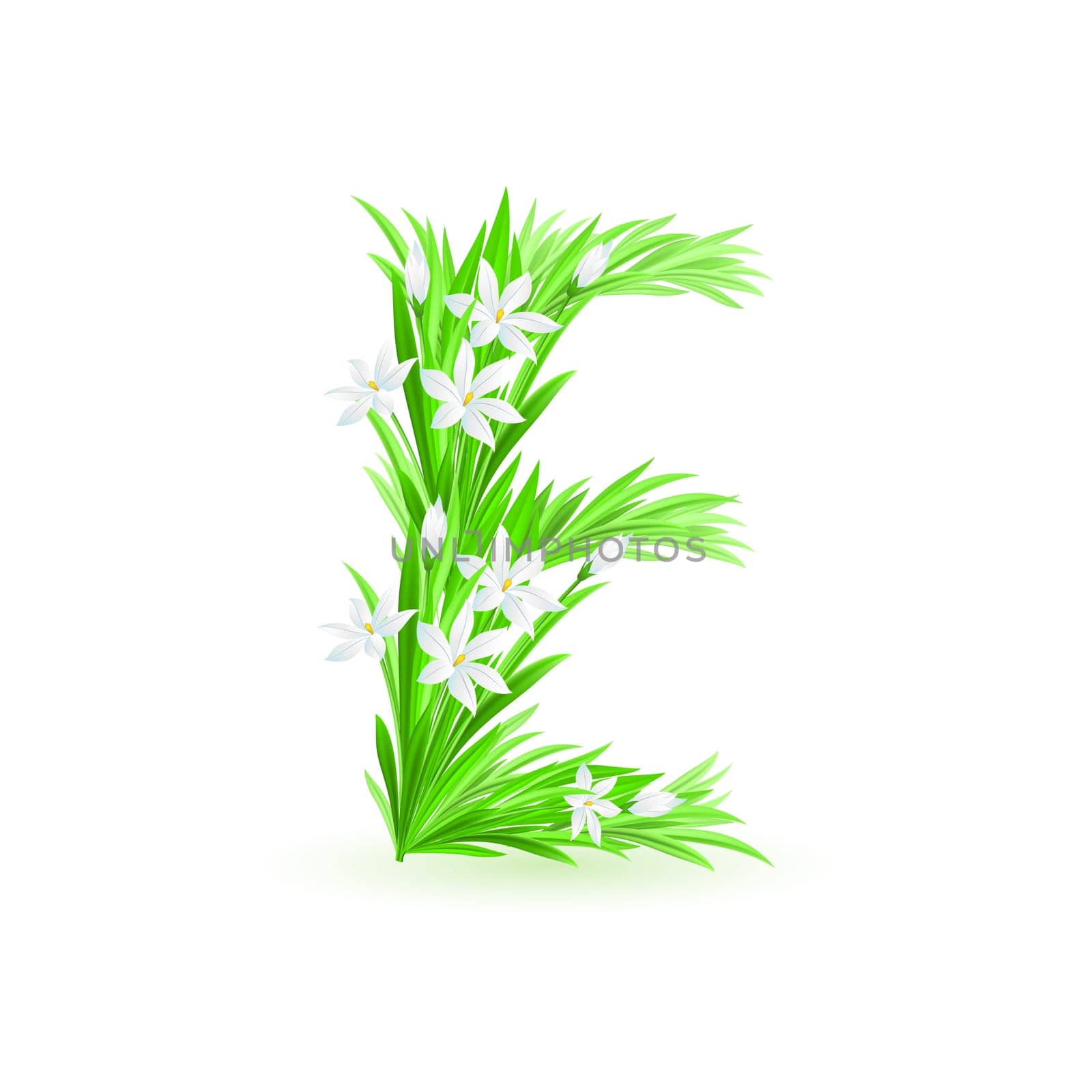 One letter of spring flowers alphabet - E. Illustration on white background