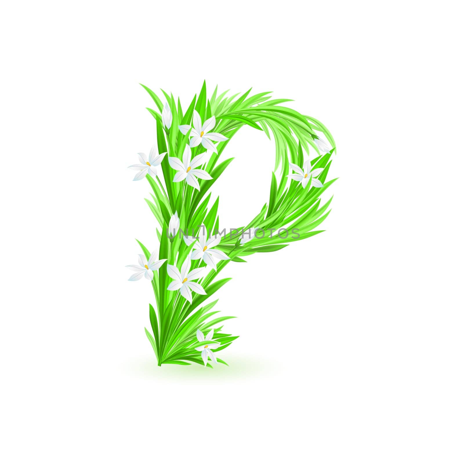 One letter of spring flowers alphabet - P. Illustration on white background