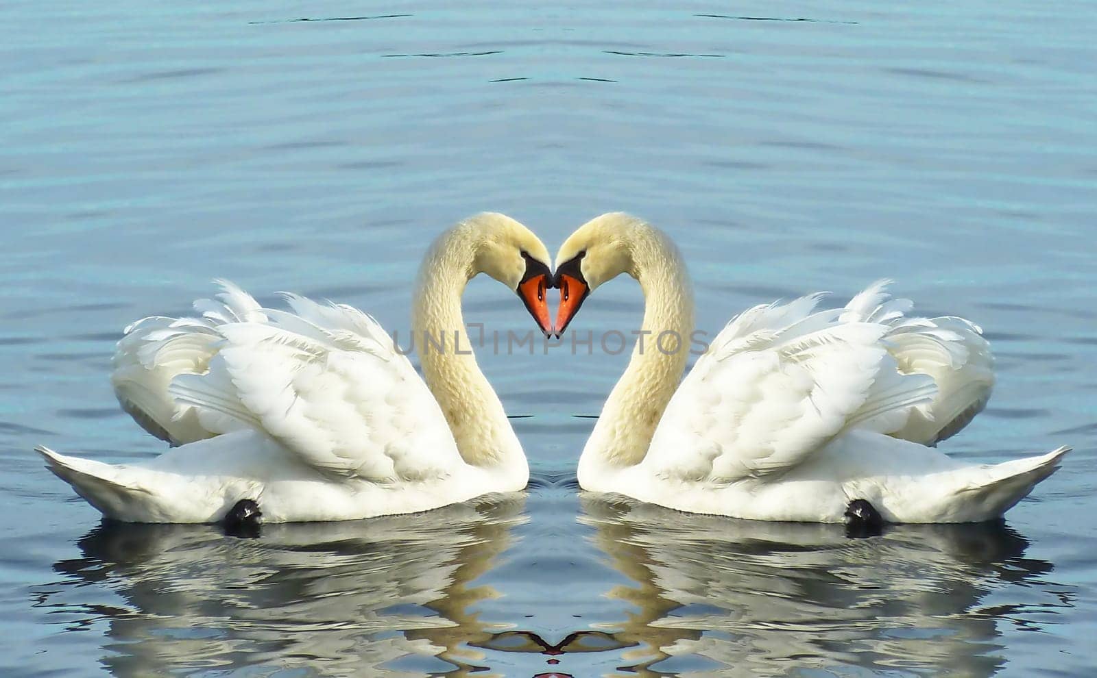 Beautiful white loving swans floating with their wings open on water lake of Geneva, Switzerland