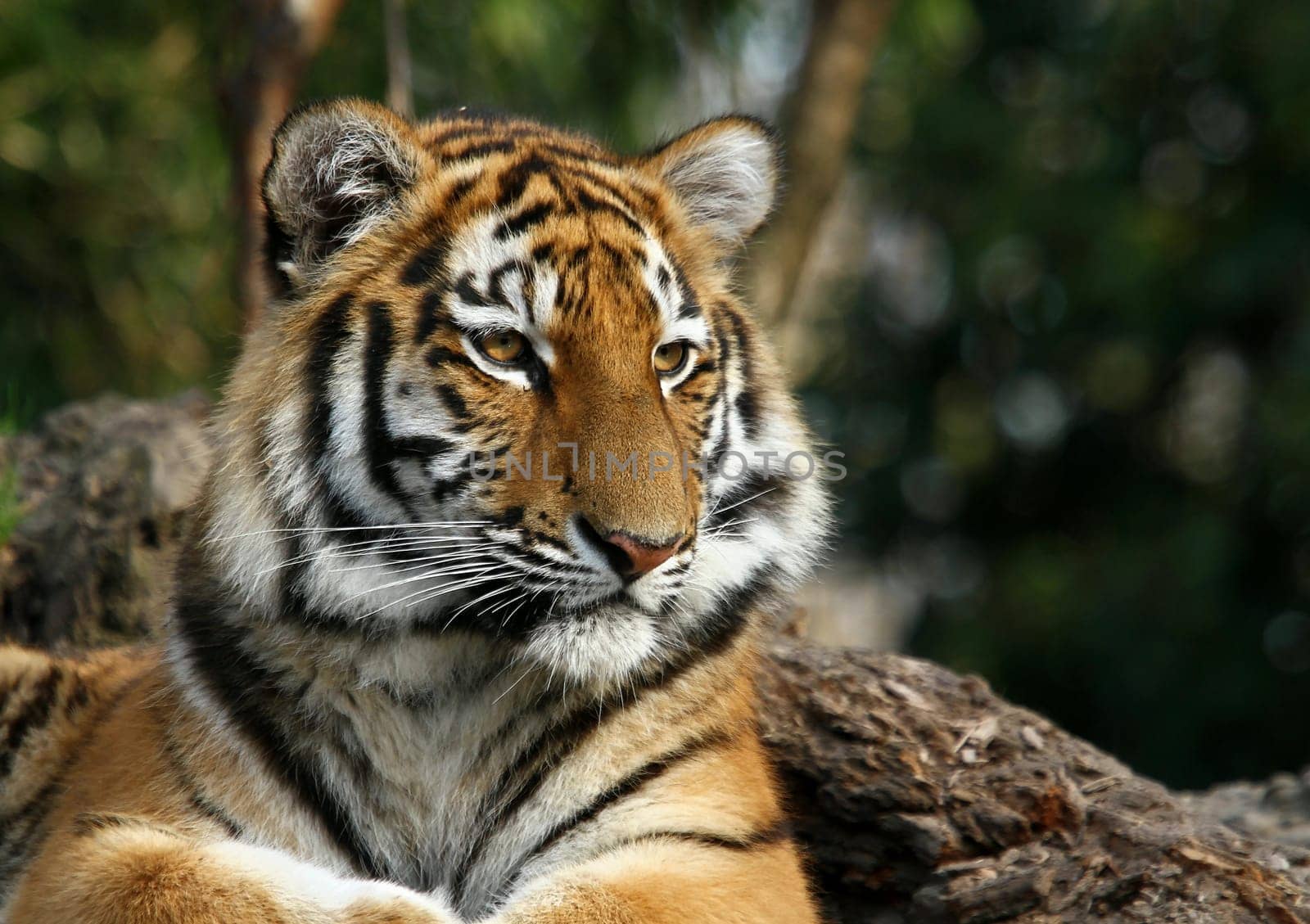 TigerPortrait