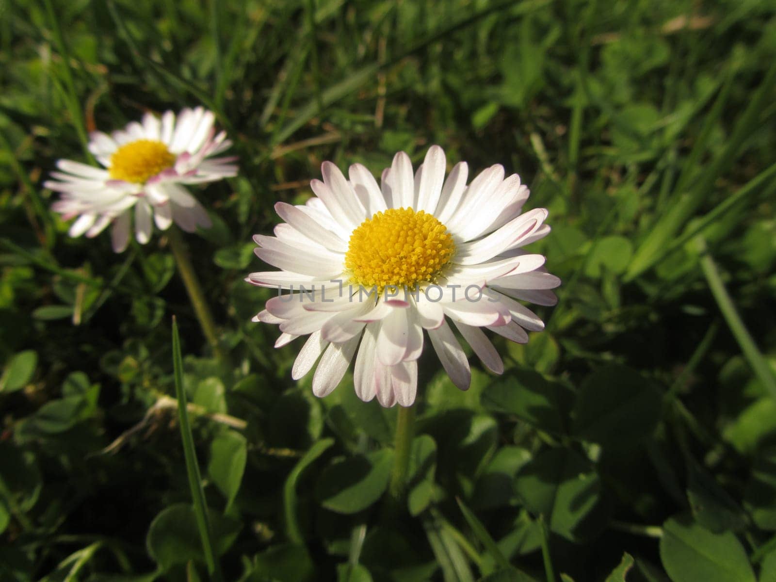 Perennial daisy - Bellis perennis