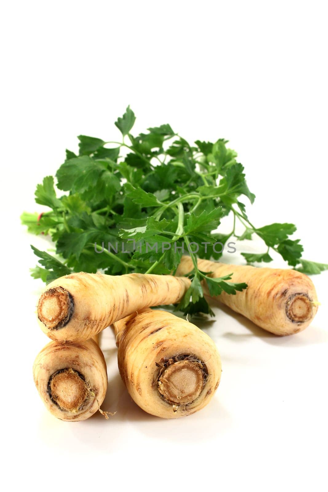 Parsnips and parsley against a white background