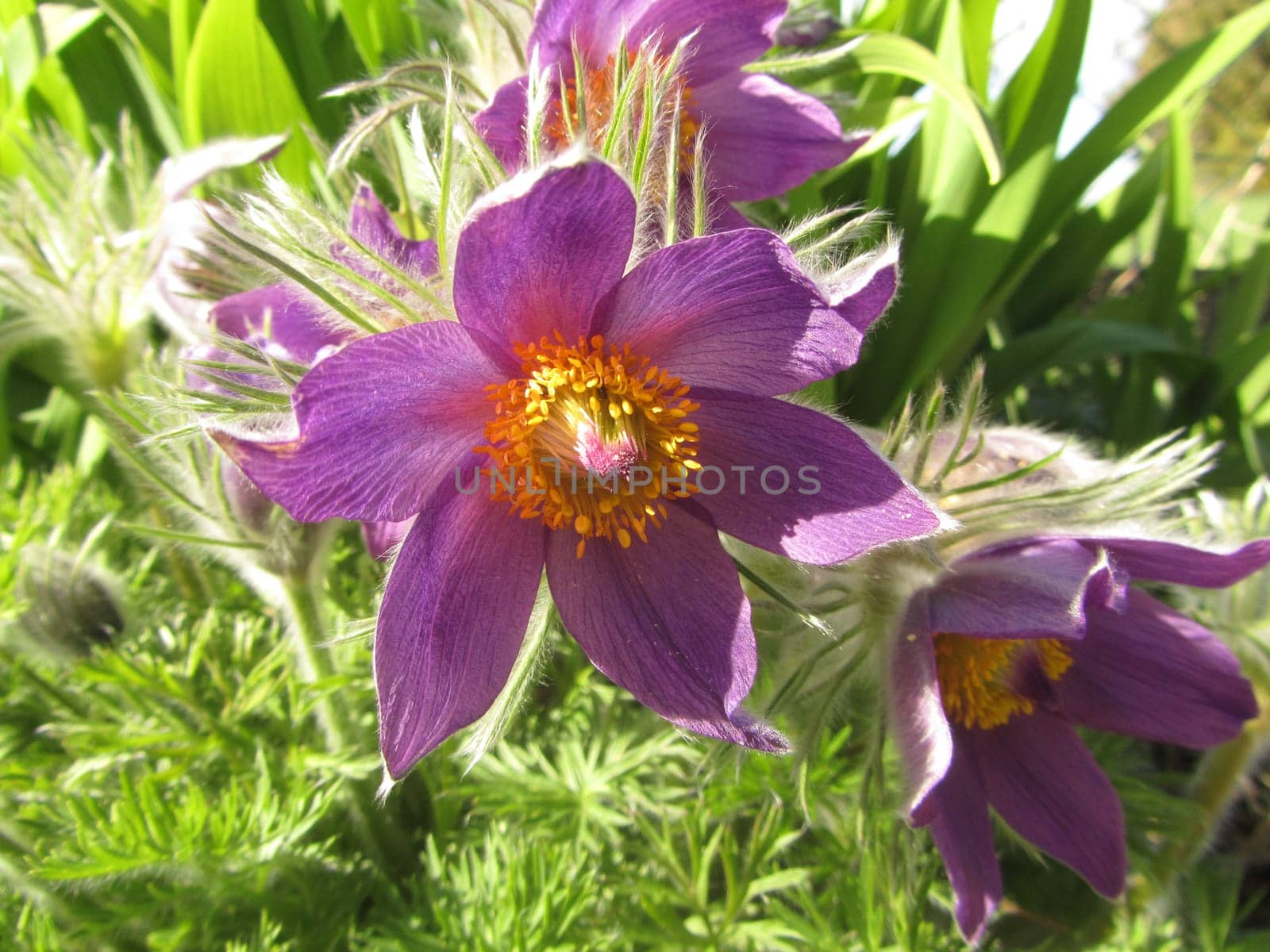 Pasque flower - Pulsatilla vulgaris