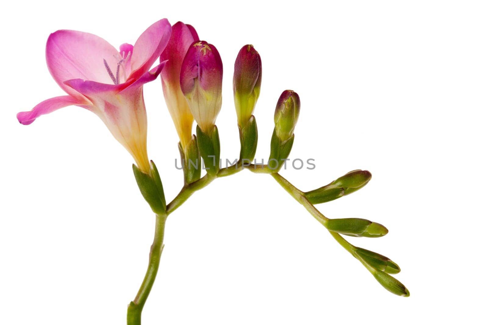 Freesias with flower and cots against a white background