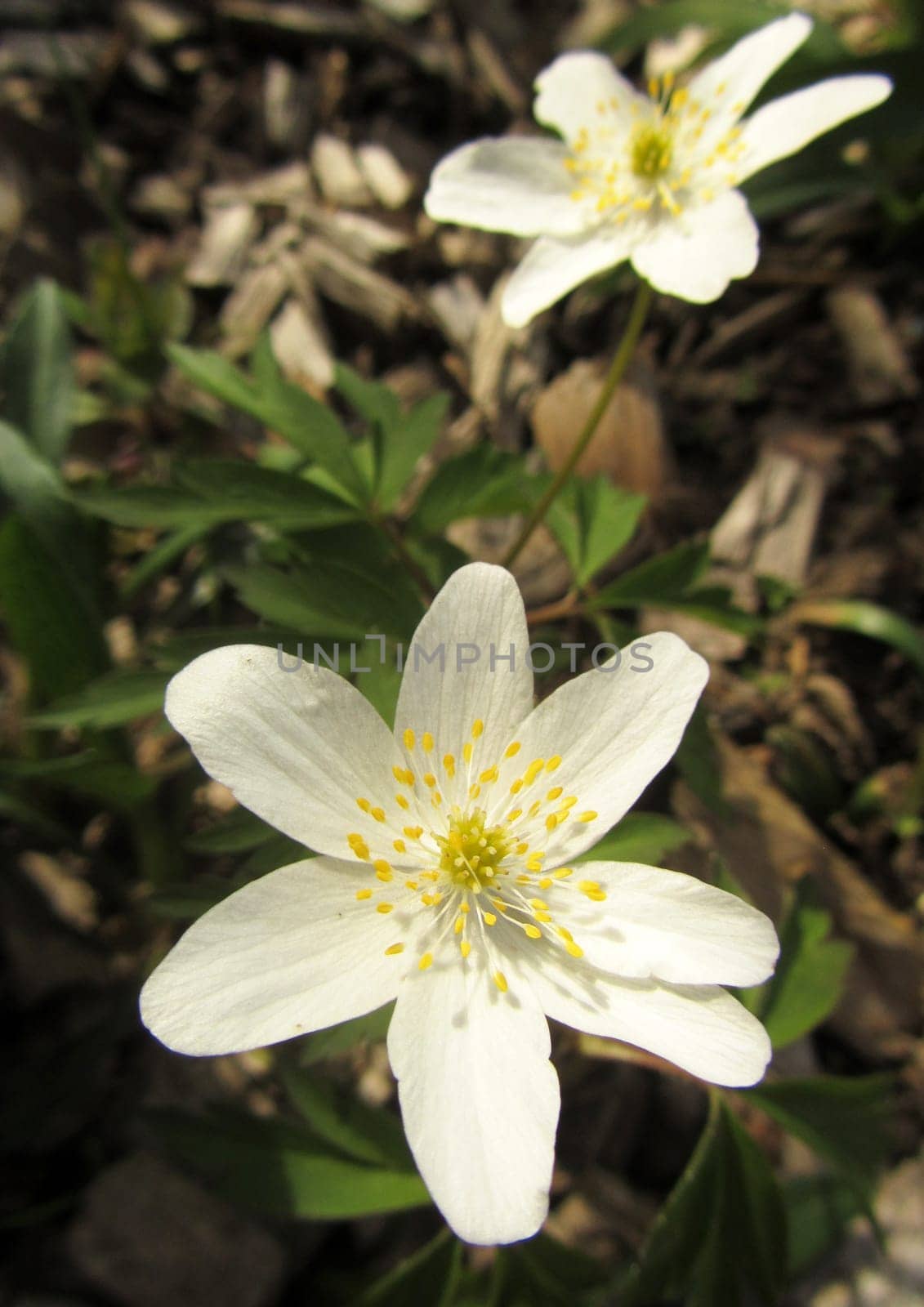 Wood anemone - Anemone nemorosa