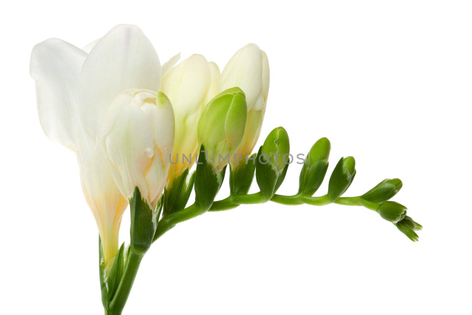 Freesias with flower and cots against a white background