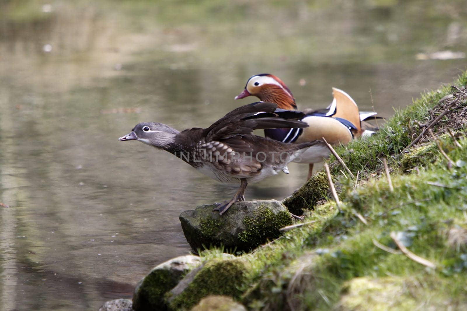 Bridal Ducks (Couple)