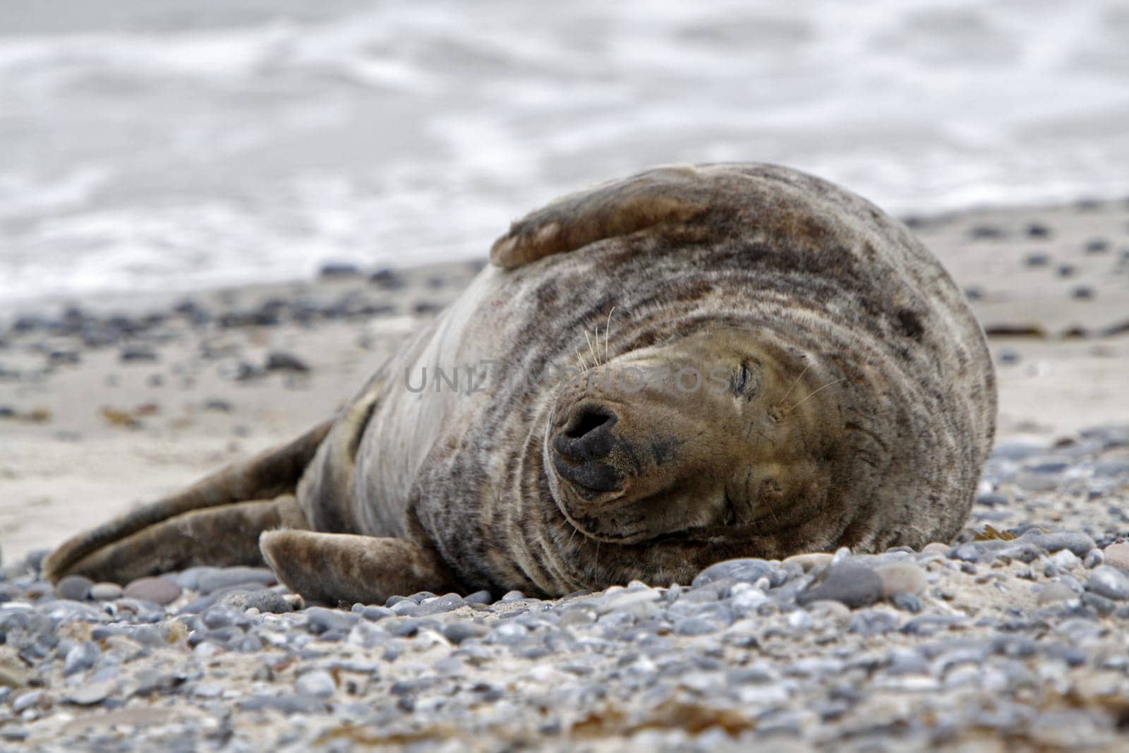 Grey seal on the beach of the Heligoland dune
