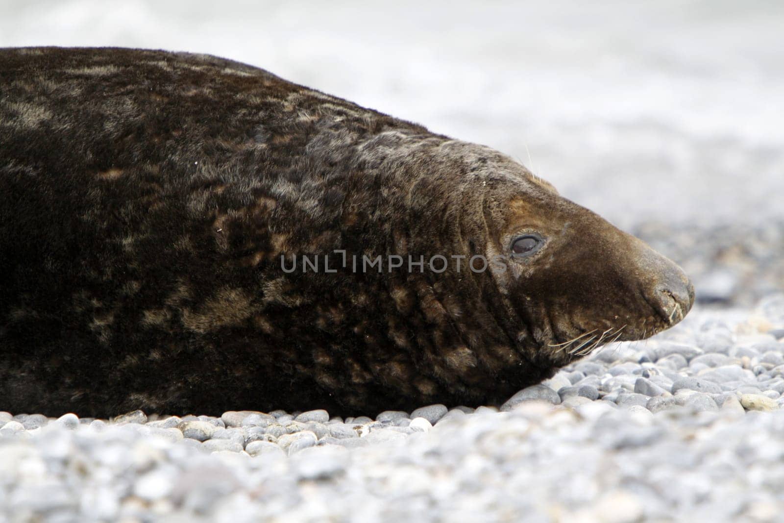 Grey seal on the beach of the Heligoland dune