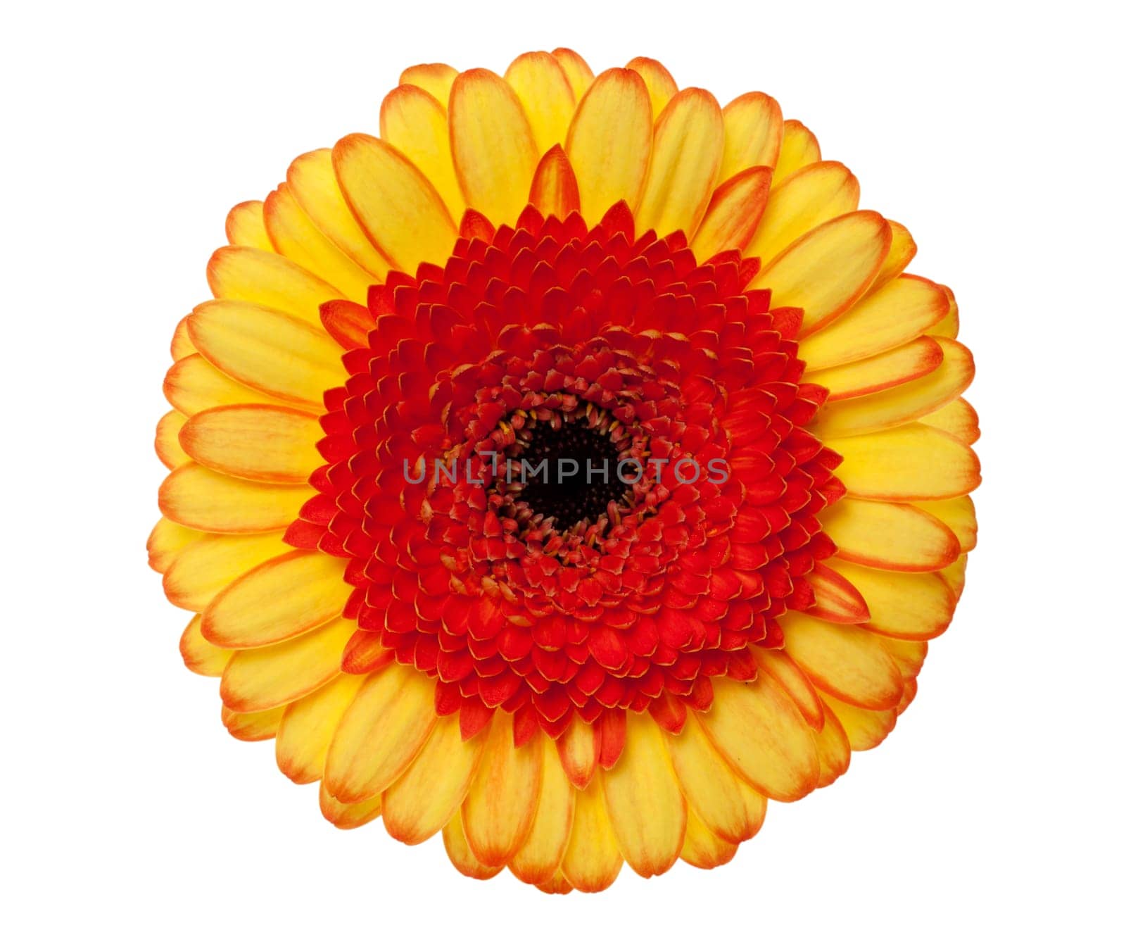 Gerbera daisy with exact clipping path,isolated against white background