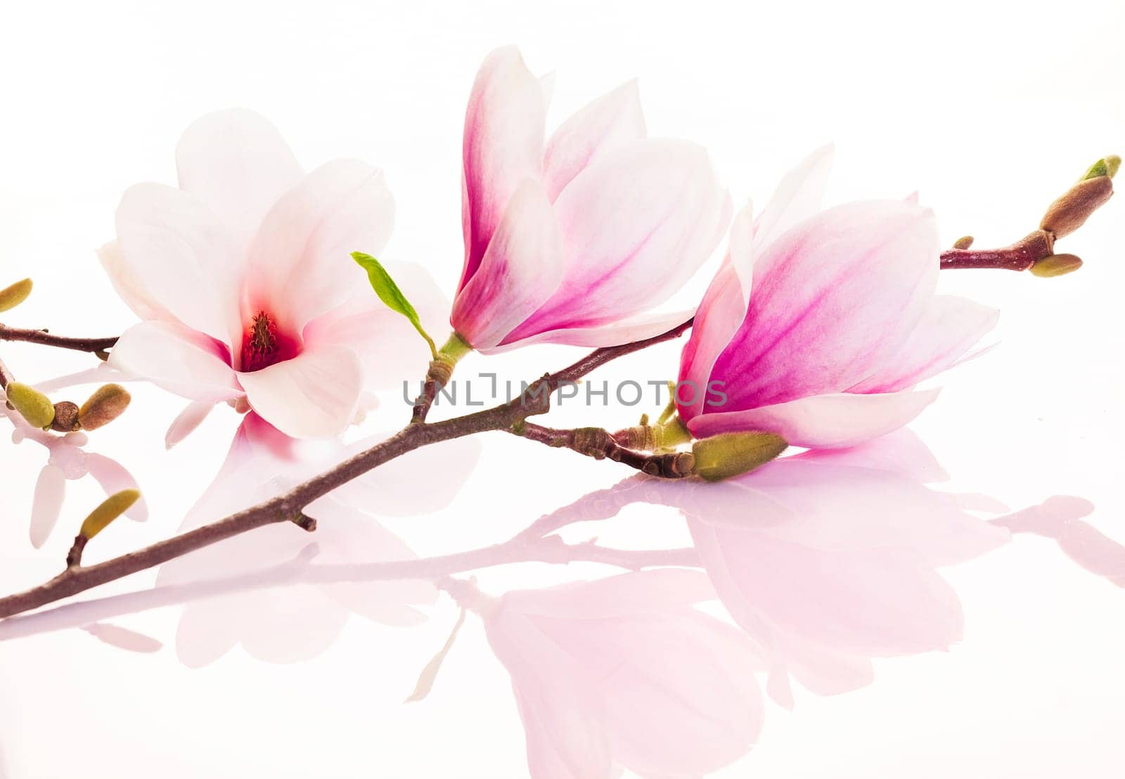 Beautiful fresh delicate pink spring flowers and buds with reflection on a white studio background