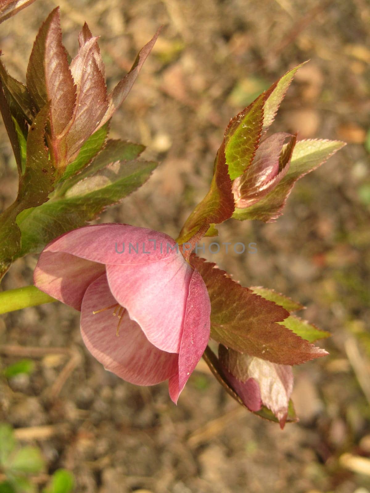 Christmas Rose - Helleborus