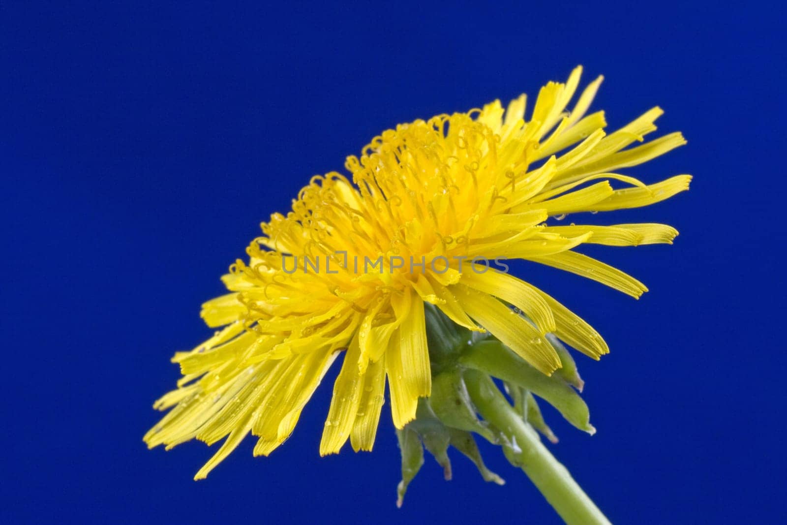 yellow dandelion isolated on a blue background