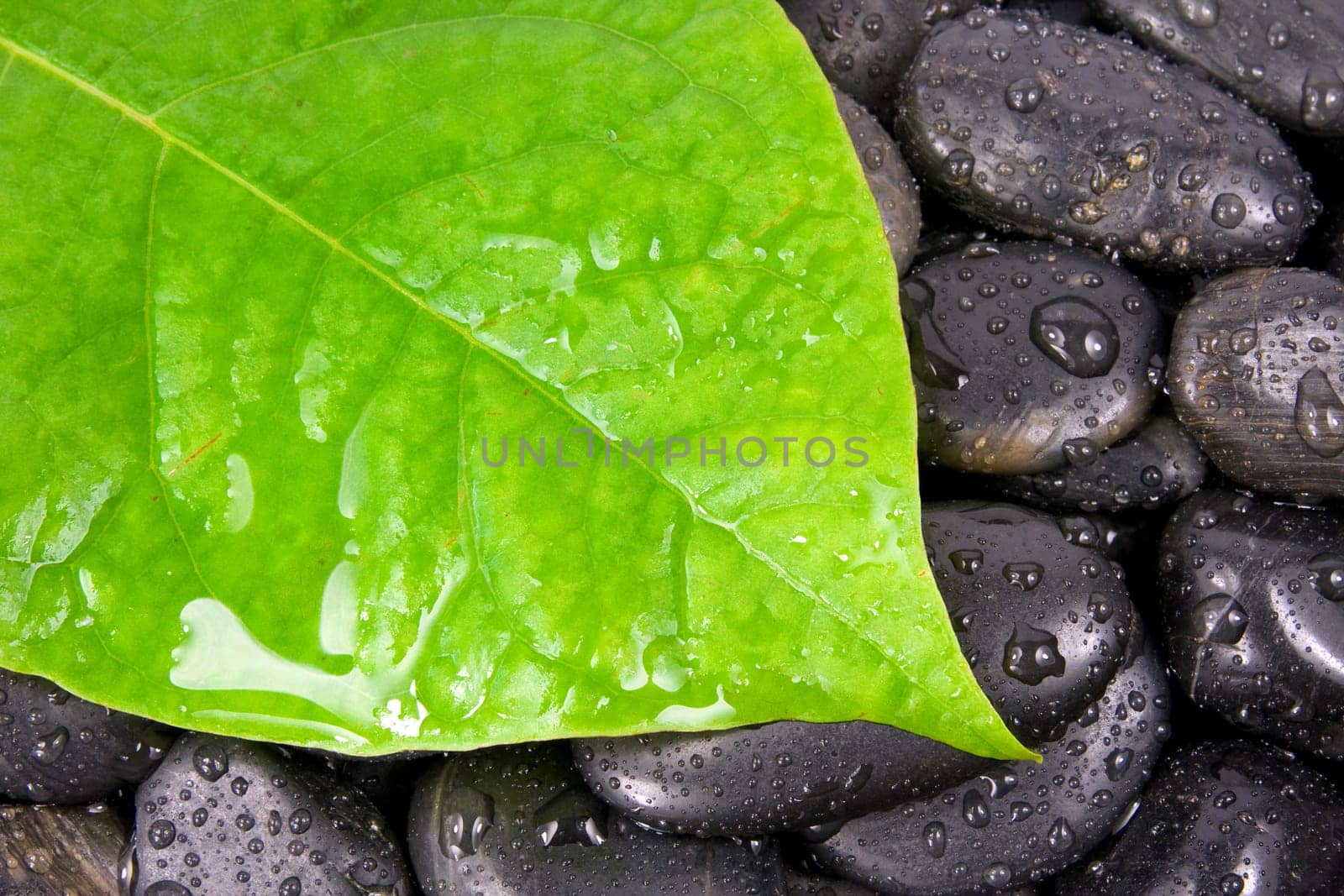 green leaf and zen stones after rain