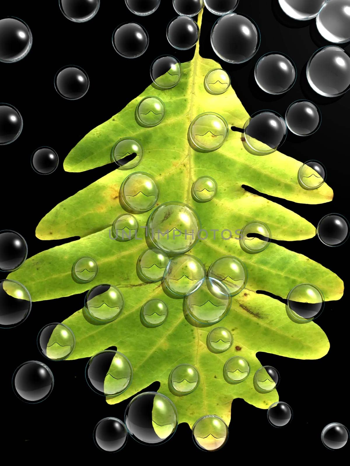 the leaf and the drops