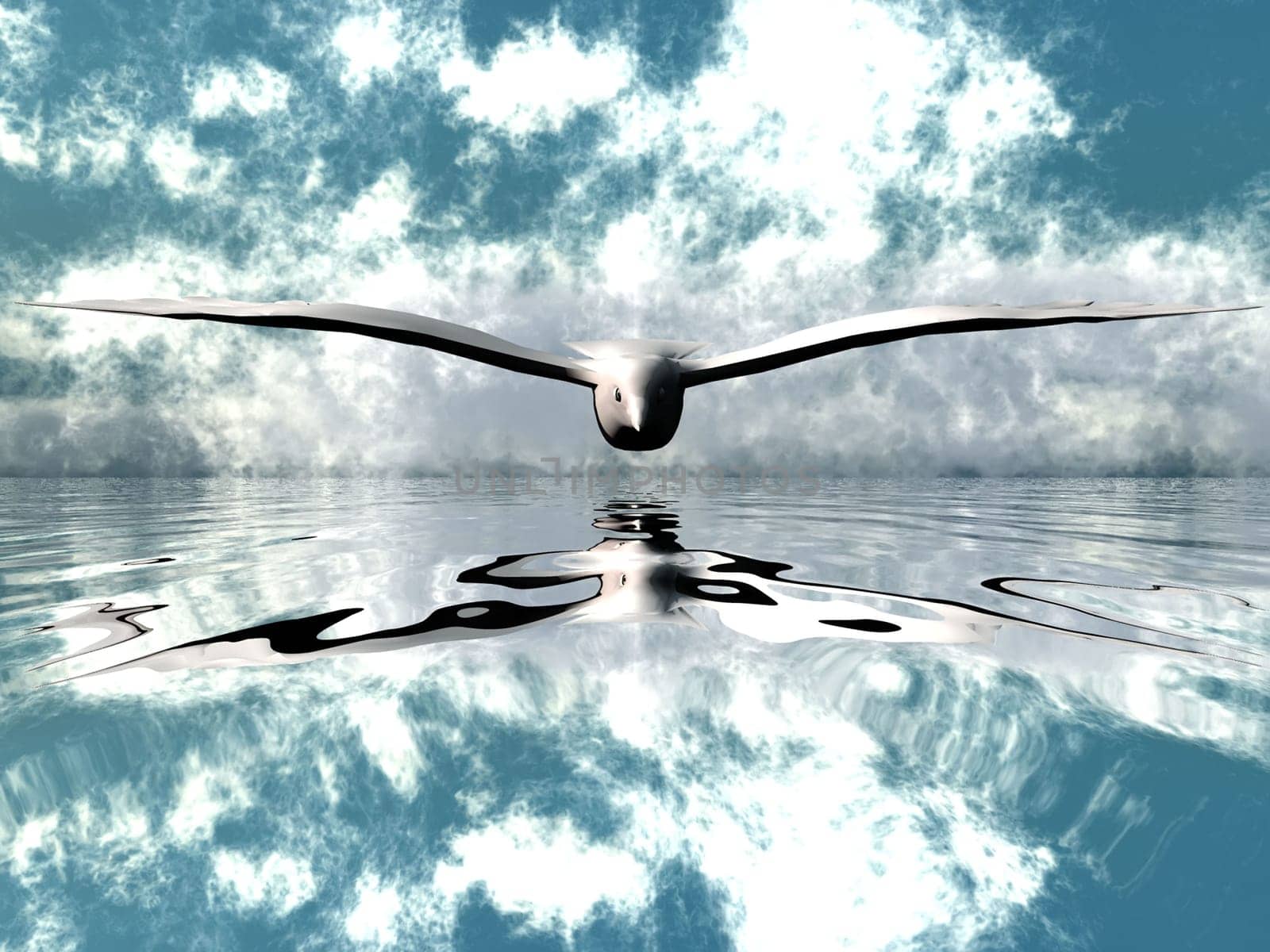 seagull over the water
