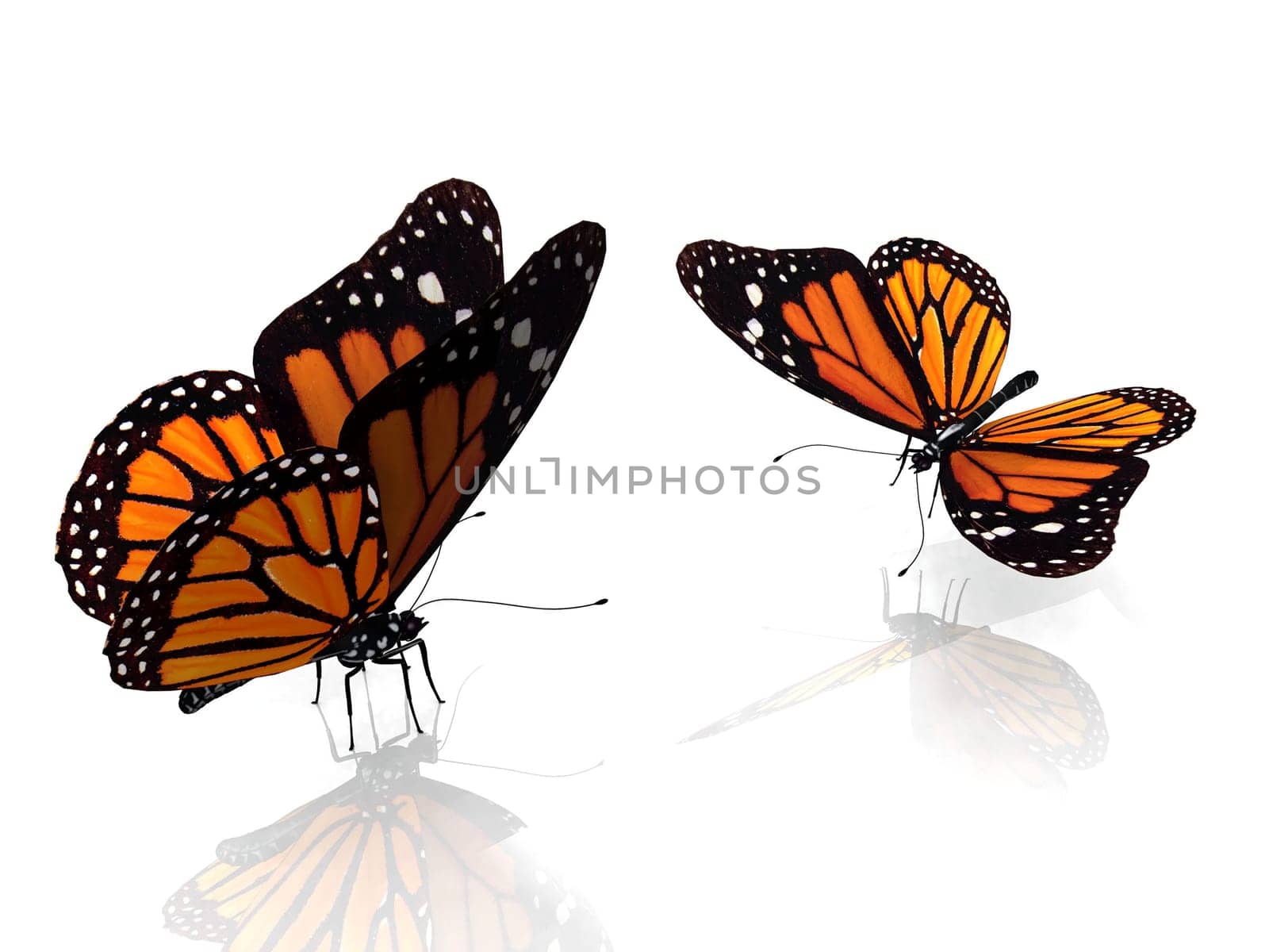 the beautiful butterfly with wings