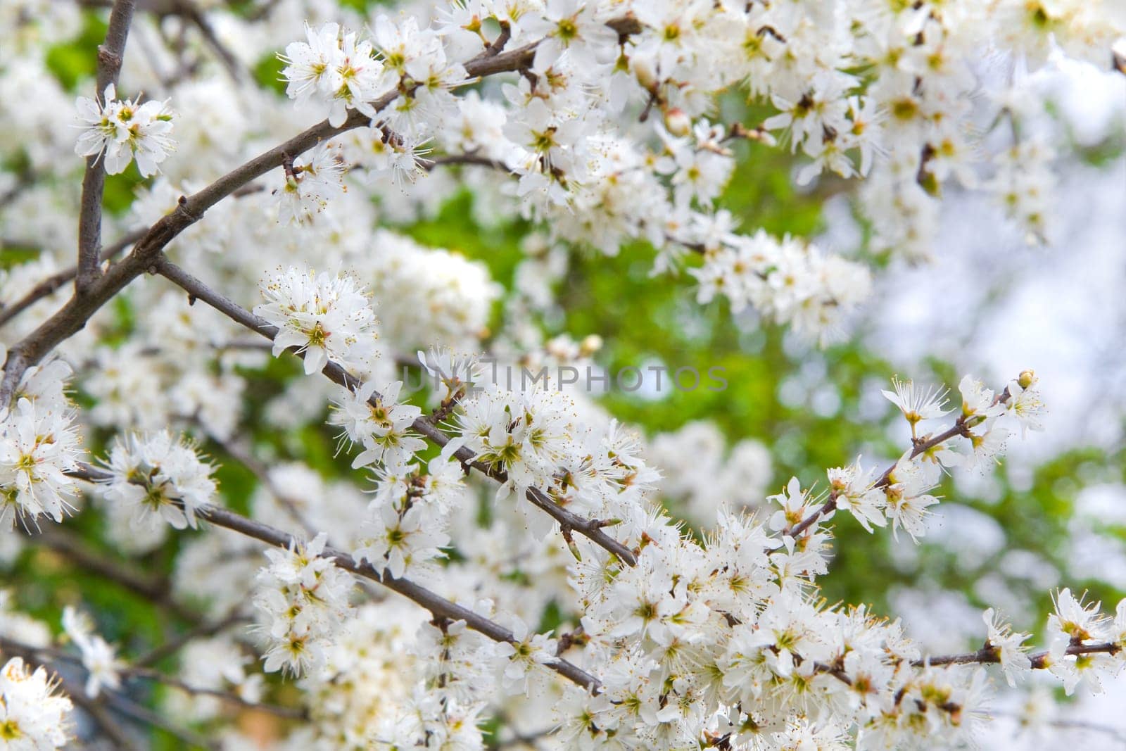 Tiny white flowers on Blackthorn, Sloe or Prunus spinoza branches in early spring