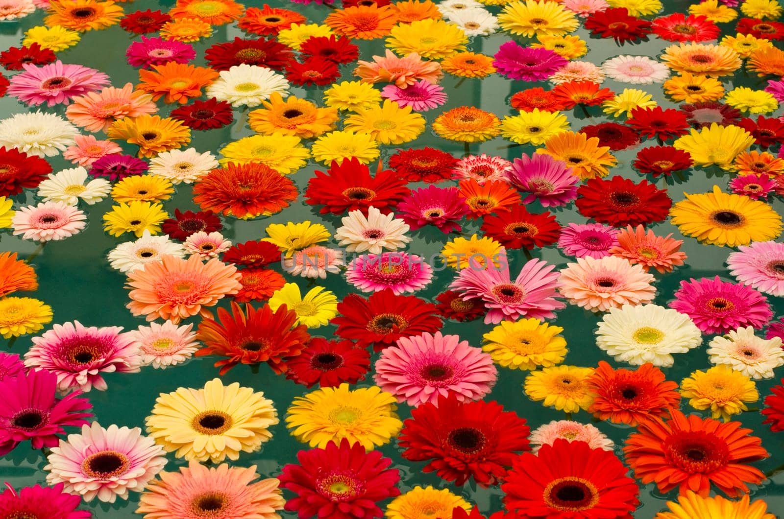 Floating colorful gerberas