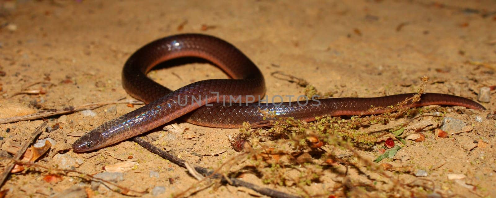 An Eastern Wormsnake (Carphophis amoenus) at Monte Sano State Park in northern Alabama.