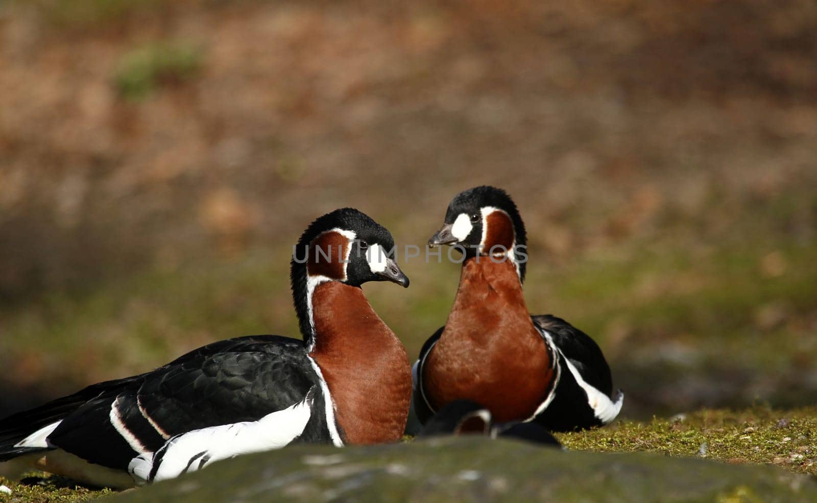 Red-breasted geese