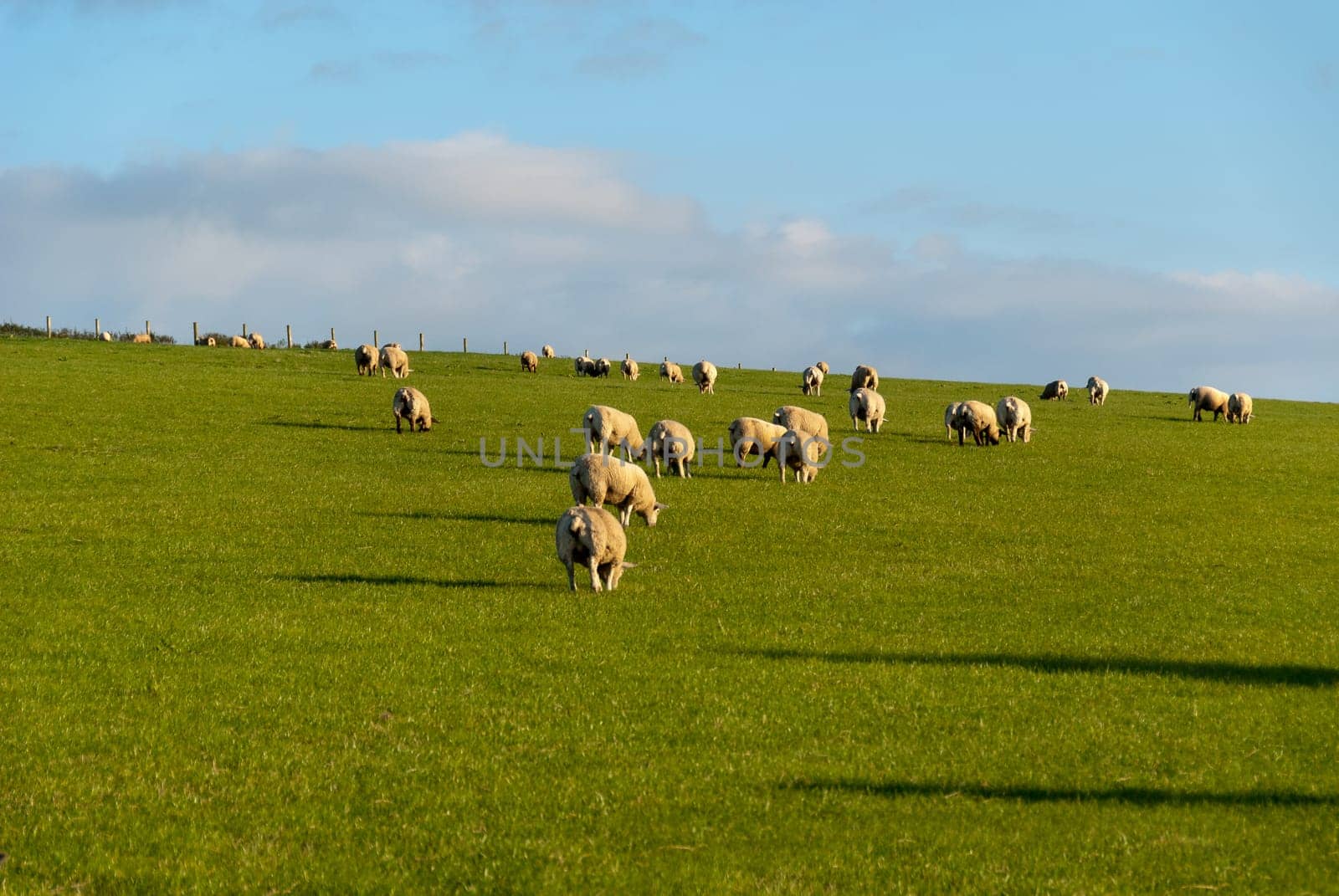 Sheep grazing in Cornwall